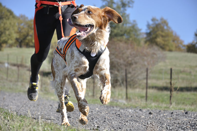 Partir-avec-son-chien-au-Danemark