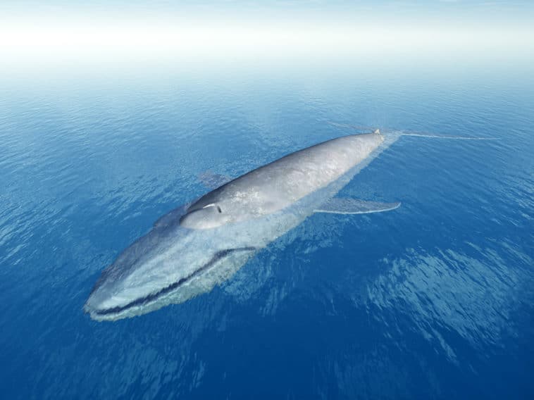 Baleine bleue