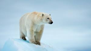 Où-voir-des-ours-polaires-en-Norvège-?