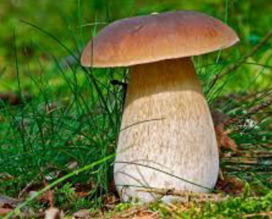 La-cueillette-des-champignons-en-Norvège