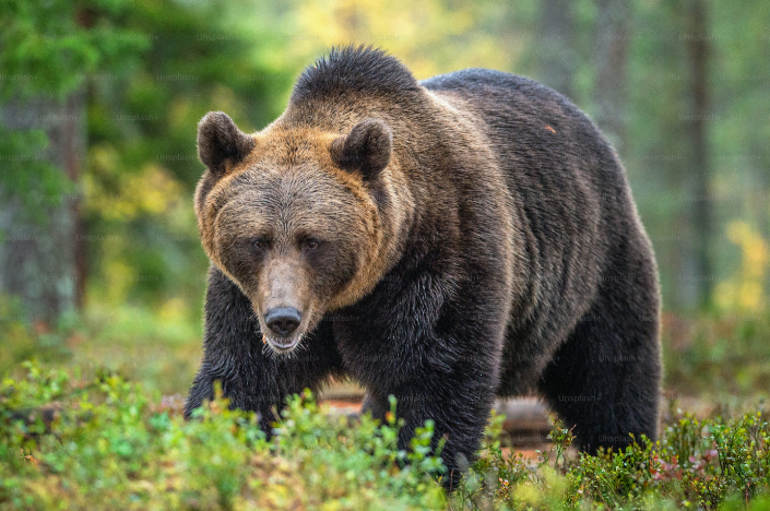 Les-animaux-dangereux-de-la-Scandinavie